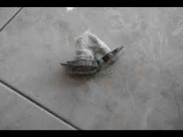 ΦΛΑΣ ΓΝΗΣΙΑ SAXO VTS