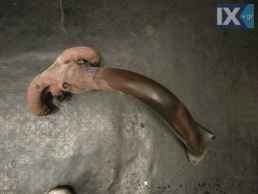 ΠΟΛΛΑΠΛΗ ΕΞΑΓΩΓΗΣ ΓΝΗΣΙΑ PEUGEOT 106